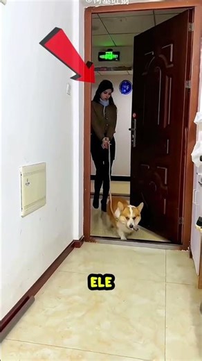 This little dog had a brilliant idea! That's why he was rewarded.... 🐶😂