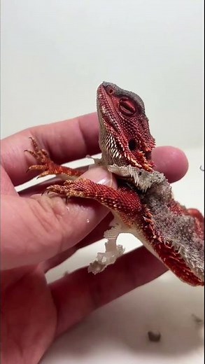 Stress relief and relaxation,shedding skin for a lizard#asmr#relaxing#stressreliever#lizard