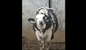 Cow enjoys catching snowflakes on her tongue [VIDEO]