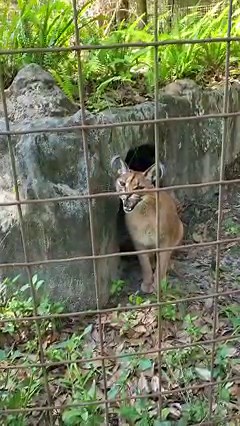 #522 Chaos Caracal and her adorable beautiful ears. #caracal #BigCatRescue #wildcats #bigcats #cutecat #cutecatvideos #catvideos #cats #cat #behindthescenes #happycats #catlife #sanctuarylife #rescuedcats #catreels #aniamlreels #viralreels #viral #viralpost #viralshorts #viralreelsfb #reels2023 #reelsvideo #reels #reelsvideo #reelstrending #daily #dailyreels #NATURE #naturevideo #naturereels #ears #HISS #hissing #boingboing | Big Cat Rescue