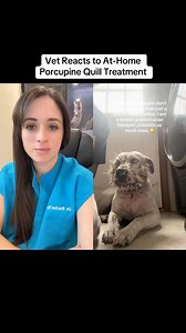 32K views · 71 reactions | What NOT to do if your dog attacks a porcupine 梁 #dog #dogs #puppy #porcupine #wildlife #animals #pets #nature #vet #vetmed #veterinarian #veterinary #medicine #veterinarymedicine #veterinaria #medical #doctor #premed #prevet #vettech #dvm #wearfigs #scrublife | Dr. Rachel, Exotic Pet Vet | Facebook