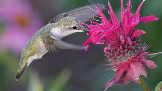 Get ready to put your hummingbird feeders out. Interactive map shows they are almost back