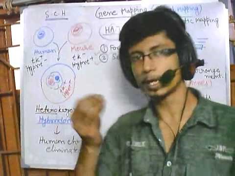 Gene mapping part 4 Somatic cell hybridization or somatic fusion