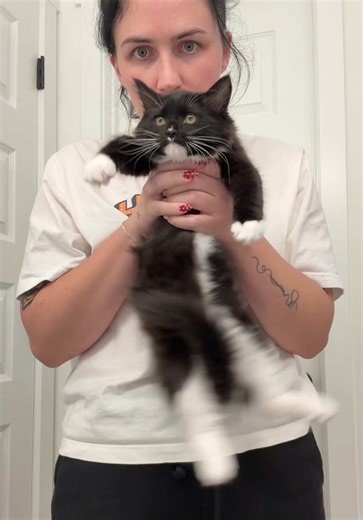 Kittens don’t keep 😭 | cats