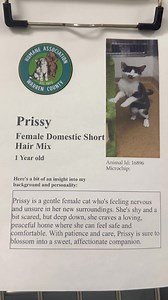 14K views · 169 reactions | Adoptable cats 2/5 | Humane Association of Warren County | Facebook