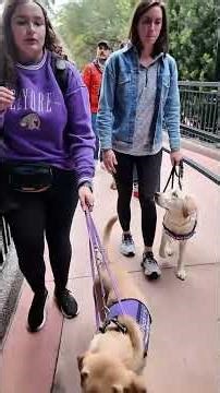 Future Service Dogs in Training at Disney Springs
