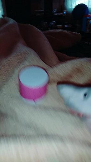 Sharky asks Alexa a important question 🤣 #foryou #fyp #sharkythesillypuppet #sharky #alexa #lostcityofatlantis #roadto2million #comedy #alexa