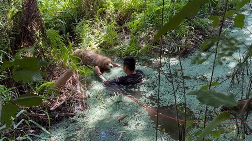 Rescue team save runaway dog stuck in swamp
