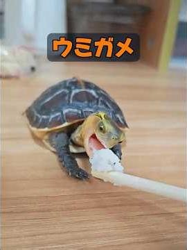 母親の愛はどれほど偉大なものだろうか？ #animals #動物プロダクション #動物 #癒し #自然