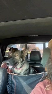 ✅️Staying high viz and protected with the Armored Dog Tracking Dawg Vest. 🦌🐕‍🦺https://hogdoggear.com/collections/armored-dog-tracking-dawg-vest/products/armored-dog-tracking-dawg-vest🦌🐕‍🦺 @kbsquaredfarms | Southern Cross Cut Gear