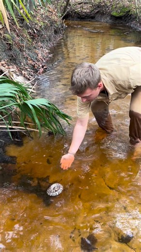 David Orin on Instagram: "snake inner tube! 😂 so cool how cottonmouths can inflate their bodies and float like this!! have you ever seen one do this? #animals #snakes #herping"
