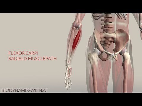 Flexor Carpi Radialis Musclepath (3D Animation)