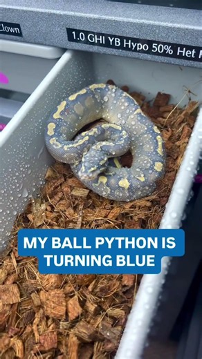 Why is my Ball Python turning BLUE💙😍