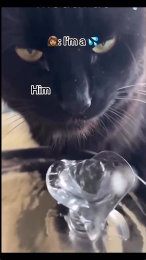 Billie 6lack on Instagram: "Okayyy #reels #reelsinstagram #reelvideo #reelsviral #viral #viralvideos #memes #comedy #humor #funny #relatable #billie6lack1_"