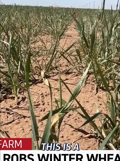 West Texas Winter Wheat Withers Amidst Drought