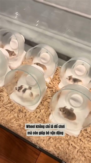 How can I help my hamster live longer?