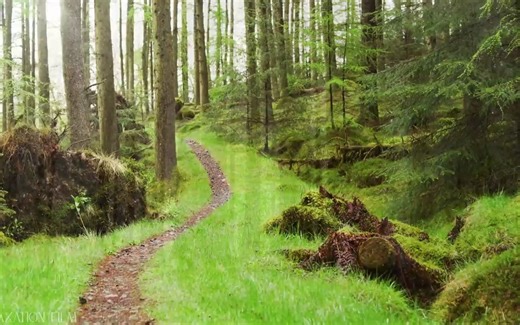 Forest 4K • Nature Relaxation Film • Peaceful Relaxing Music • 4k Video UltraHD