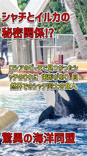 "Nature's Mysteries: The Amazing Social Structure of Orcas and Their Alliance with Dolphins #Orca...