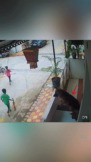 Pastor alemán vigilante: cómo protege a su familia