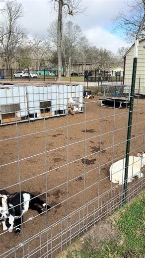 Kevin and Dozer: An Unlikely Friendship at the Farm