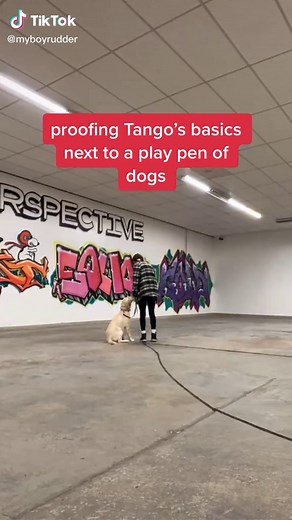 #SDIT #futureservicedog #futureguidedog #puppyraiser #puppyraising #obedience