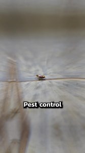 3.6K views | Why Pest Control Isn't the Magic Solution! Taking Control of Cockroaches Starts at HOME! #cockroach #cockroaches #disgusting #ewww #pest #pests #pestcontrol #infestation #prevention #DIY #clean #cleanliness #homeowners #bug #bugs #habits #grosstiktok #bugoftiktok #fyp | Pest Badger | Facebook