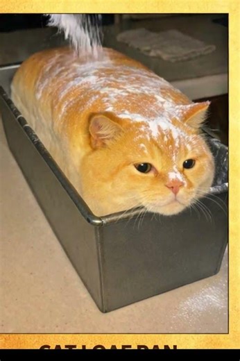 💥This troll face reaction will surprise you and make you laugh at the same time!