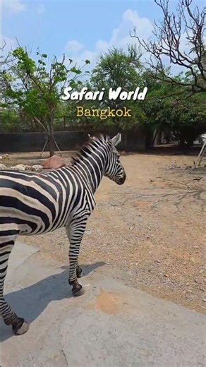 #safariworldbangkok #travel #thailand Safari World Bangkok @safariworld