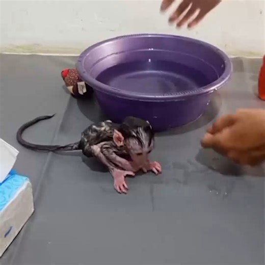 Bathing the baby monkey with love | Sarry