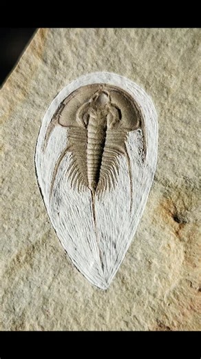 306 reactions | Olenellus terminatus — a rare and highly collectible...