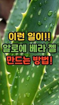 이런 일이!! 알로에 베라 젤 만드는 방법!