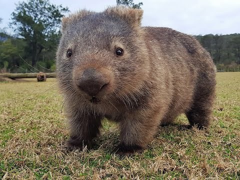 Intense research squeezes out why Wombat poo is squared