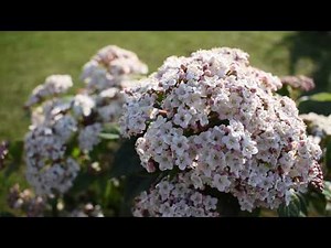 Evergreen Plants for Privacy - Five Great Options