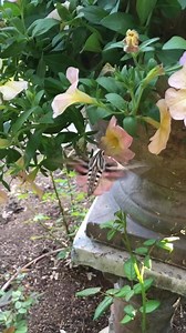 2.1M views · 69K shares | Isn't this hummingbird moth beautiful!? It also had no fear of being around people! So cool!  | Garden Answer | Facebook