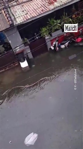 Python mortel nage dans les rues de Bali après orage