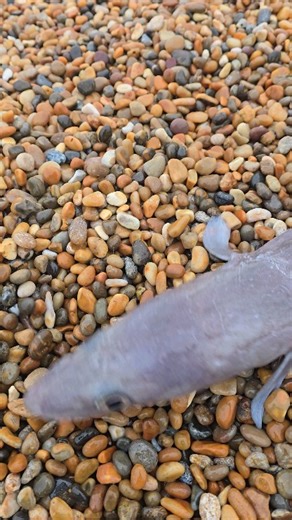 Saltwater Angling 🦈 with Max on Instagram: "Conger Eel (Conger conger) The conger eel Conger conger is one of the most powerful predators found in UK waters and a true test of both tackle and angler. Around Chesil Beach they are most often encountered where the clean shingle meets rougher ground, broken ledges, or scattered boulders, particularly towards the Portland end and along deeper water marks. These fish are residents, holding tight to structure by day and feeding aggressively once darkn