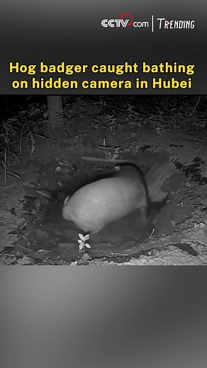 A wildlife camera in Hubei Province has captured rare footage of a hog badger bathing in a forest puddle. Typically elusive and nocturnal, hog badgers are known for their solitary habits and love of cleanliness -- often grooming themselves with their paws and tongue. This playful moment offers a rare look into the secret life of one of China's lesser-known wild animals. #Trending #ChorusofLife #EcoFrontline | CCTV