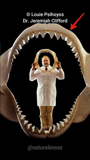 Megalodon | The Extinct Giant Shark