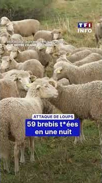 New wolf attack: nearly sixty sheep killed｜TF1 INFO