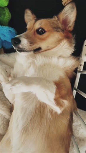 Kennedy the Corgi and her House