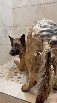 Dogs vs Bath Time 😂🐶 #shorts