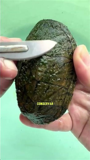 His turtle died, but he wouldn't let her go 🥺