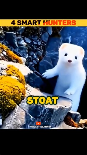 4 Clever Hunters Created by Allah 🤍#shorts