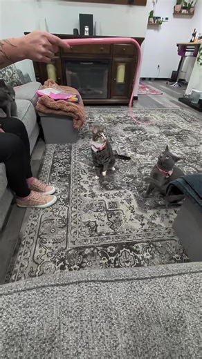 Interactive Cat Toy That Triggers Zoomies