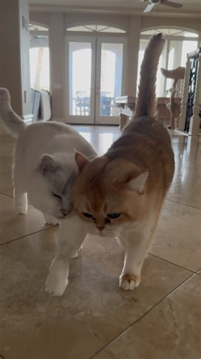 16K views · 2.9K reactions | I am feeling amazing!! I’ve had no side effects from chemotherapy! I have a follow up appointment on Friday to check my blood. My next chemo appt is in 2 weeks ☕️  I loaf you so much!! | White Coffee Cat | Facebook