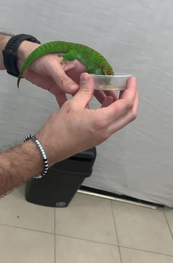 Understanding Day Geckos: Unique Characteristics and Care Tips