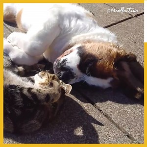 1.3M views · 9.1K reactions | Do your pets enjoy a good snuggle? | Try Not to Laugh | Facebook