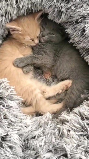 Ember and Ash are here! Thank you all for voting on their names, it suits them perfectly. So far, Ember has been a little explorer and Ash is more cautiously curious. They spend all the time they're not exploring or playing cuddled up together. I know we just said goodbye to Yams, Beans, Mac, and Cheese but rescues have a hard time placing cats into foster homes around the holidays since there's so much traveling so I decided to take these two in right away. They were housed with a kitten that h