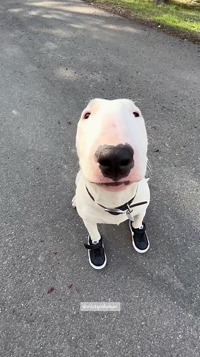 Nike Kicks Song - Fun Shoe Buckling Rhyme for Kids