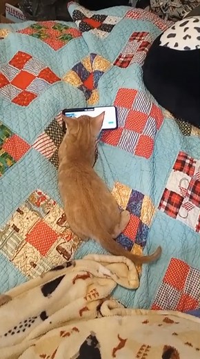 Cutest Tech Guru Alert! Vito is embracing the digital age with the enthusiasm of a true tech-savvy feline. Learn about Vito at ITVrescue.org! #TechKitty #CuriousKitten #adorabledistractions | It Takes a Village No-Kill Rescue